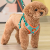 *רתמה מתכווננת לכלב עם רצועה מחזירת אור* 🐕